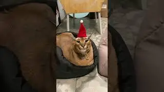 Merry Christmas!😸❤️