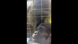 Australian zookeeper nurses baby gorilla back to health