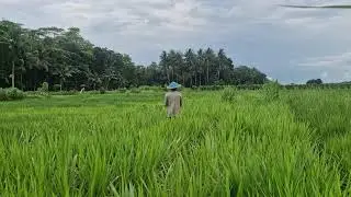 TRADITIONAL FARMING METHODS: MANUAL SPRAYING OF UREA ON ELEPHANT GRASS PLANTS! -Agriculture Farming