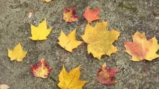 Making Maple Syrup, Preparation: Part 1