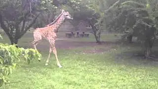 Cute baby giraffe running and playing
