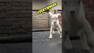 A Lamb's Emotional Farewell and the Bond of Love #shorts