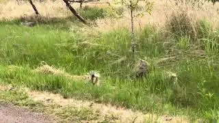 Peppy le pew running roadside.