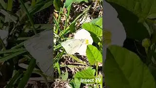 White cabbage butterfly (Pieris brassicae)