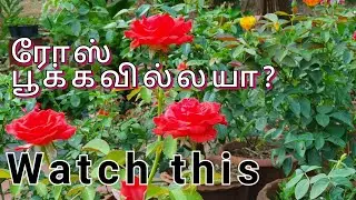 Rose not blooming. Tip #1 in tamil. தமிழ்