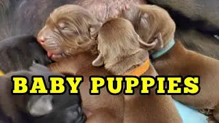 Caring For Our Baby Labrador Puppies During First Days Of Life (November 2020)