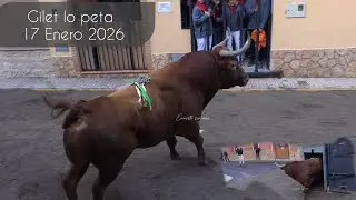 2 Torazos en Gilet un fin de semana cargado de actos , 17 Enero 2026 