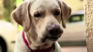 The Dog - For a Cause (Boman Irani)