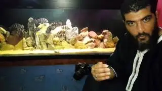 Rida annaba et poisson frontosa