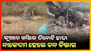 କୂଅରେ ଖସିଲେ ତିନୋଟି ହାତୀ,ନାକେଦମ ହେଲା ବନ ବିଭାଗ || KONARK NEWS