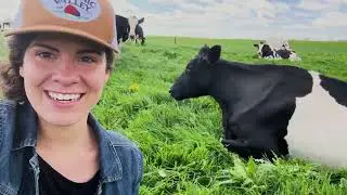 Как спят коровы? | Organic Valley