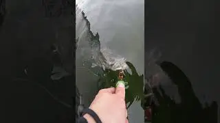 Using Fish Lip Gripper Catch And Release