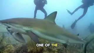 Best Scuba in Gulf of Thailand 2025