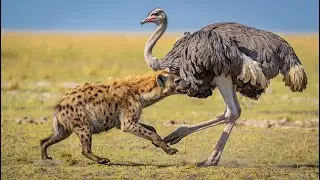 Hyena Vs Ostrich, head to Head--Who wins?