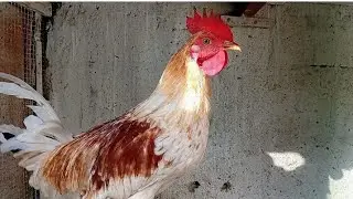 Young chicken rooster crowing in the morning 🐓🐔 #birds #chicken 