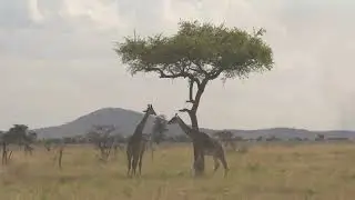 The AFRICAN SAVANNAH: Relaxing Journey