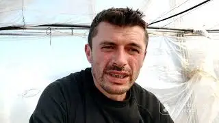 Cel mai ușor mod de preparare a uleiului de neem ca și insecticid