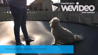 Trampies