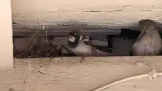 The Tables Have Turned, The Female Sparrow Bird is Dancing To Attract The Male Bird in Mating Season