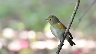 Orange--flanked Bluetail ( 유리딱새 ) 암컷