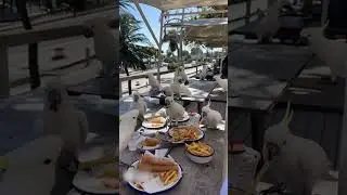 Пляжный пикник превращается в птичий фуршет