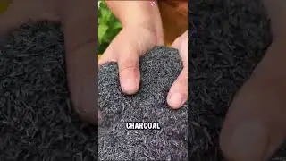 How Rice Husk Charcoal is Made to Boost Agricultural Soil 🌾🔥