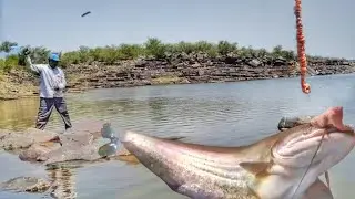 Big Pathan fish catching🎣|| chicken intestine |  valuga fish in krishna river| traditional fishing |