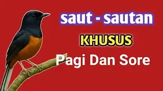 Ngegas pagi pagi ngegas ngotot kalo dengar pancing murai ini Langsung emosi