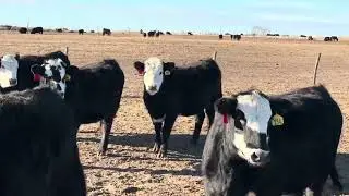 O’Hare Ranch Bred Baldies