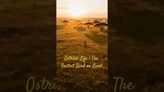 Ostrich Life | The Fastest Bird on Land 🐦#shorts #ostrich