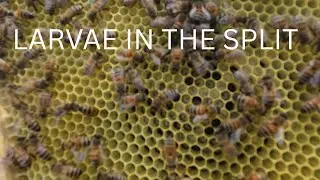 may 2nd split check- Larvae