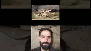 world top speed animals #cheetah #lion #shortfeed #animals #youtubeshorts #shortfeed #trandingshort