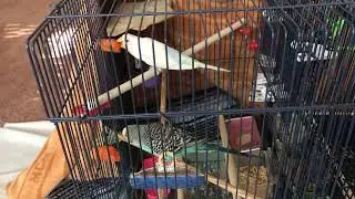 Budgies rivaling to bite and shoot carrot bullets インコのにんじんかじり競争
