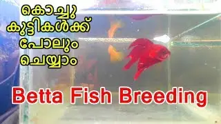 ഫൈറ്റർ ഫിഷ്  ബ്രീഡിങ് | How to breed Betta fish (fighter fish breeding) Malayalam