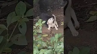 funny🤣 cute😄# dog puppy fight..