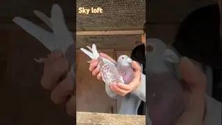 Sky Racer Loft #foryou #pigeon #indianpegion #birds #kabootarloft05 #beautifulbirds #kabutarandekab