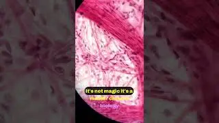 Uncovering the Secrets of Heart Healing