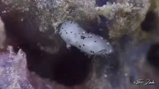Jorunna Funebris Nudibranch at Koh Tao, Thailand #scubadiving #marinelife #nudibranch