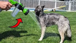 This Dog Washing Hose Attachment Works Great!