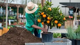 Repotting a Blood Orange Tree Like a Pro! 🌱 Best Tips for Healthy Growth & Juicy Fruits