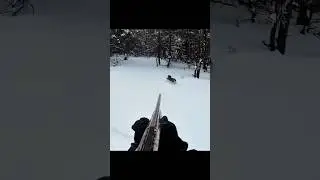 Дикий кролик 🐇 мчится по снегу | Чистый, лучший снимок#fastshot#perfectshot      #snowhunting