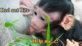 Look so pity baby got red ant bite on tongued can't walking & mom no help |