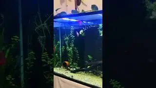 Pez Discus territorial 🐠  #acuario #peces #discus #animals #mexico ​⁠​⁠