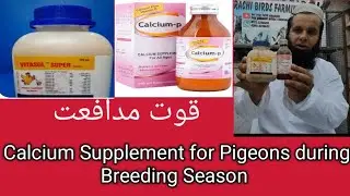 Best Calcium for Pigeons |Calcium Supplement for Pigeons during Breeding Season