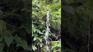 Natural Spring at Boyne Park, St Mary, Jamaica