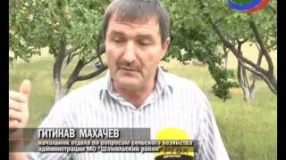 Небывалый урожай! Магомед Абасов из с.Урада Шамильского района отдает абрикосы бесплатно