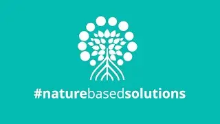 Mangroves are Powerful at Carbon Storage | Global Mangrove Alliance