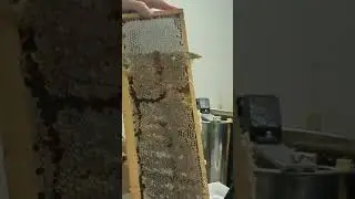 De-capping a BEAUTIFUL Honey Frame #honeybee #honey #beekeeping