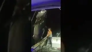 A 1000 Pound Bluefin Tuna landed solo by Michelle Bancewicz Cicale
