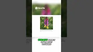 Continuous Blooms  Succession Planting Zinnias and Cosmos Flowers